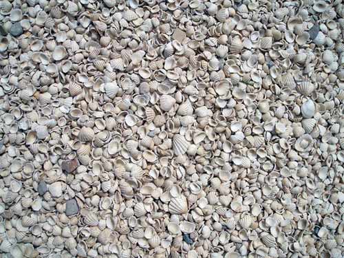 Những chiếc vỏ sò rỗng Nhung chiec vo so rong