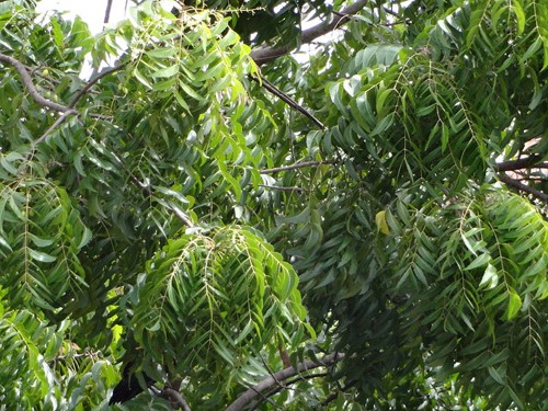 Cây sầu đâu Cay sau dau - Du lịch Nam Phuong