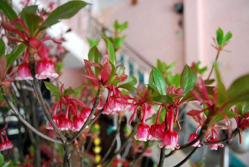 Hoa đào chuông, mỗi cành mỗi vẻ Dao chuong moi canh moi ve