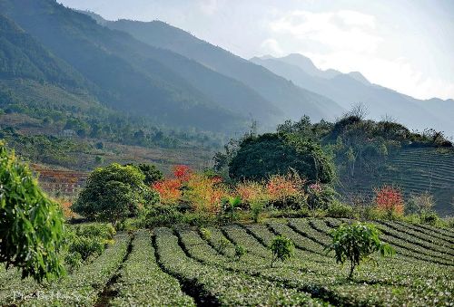 Hoa đào nở rộ Hoa dao no ro