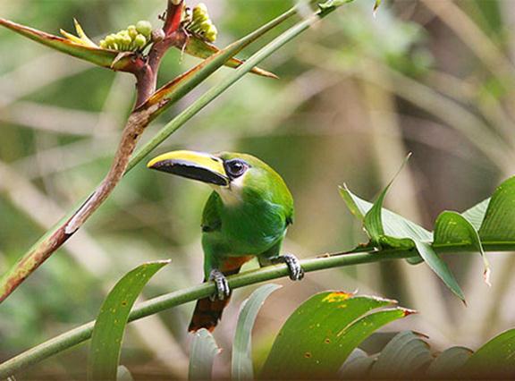 Khám phá rừng nhiệt đới ở Belize Kham pha rung nhiet doi o Belize