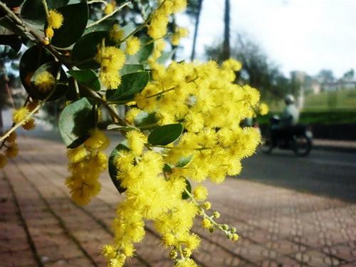 Mimosa khoe sắc bên đường Mimosa khoe sac ben duong