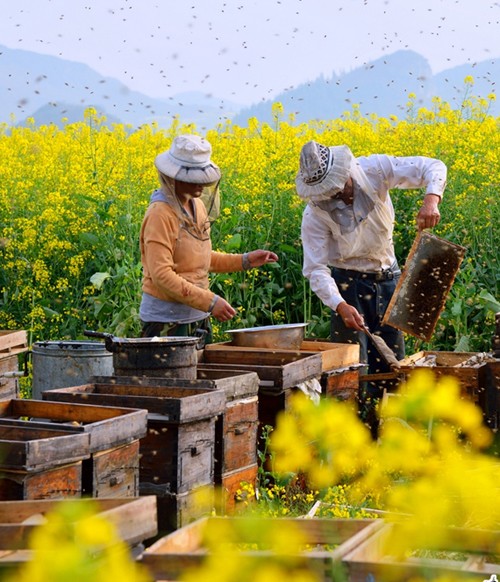 Mùa làm mật ngọt của những bầy ong Mua lam mat ngot cua bay ong
