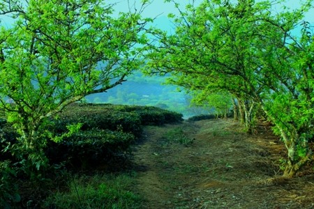 Chè Mộc Châu Che Moc Chau - Du lịch Nam Phuong