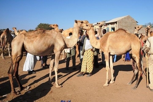 Du lich Mogadishu