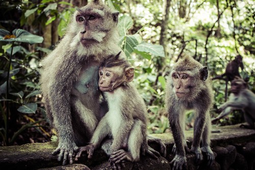 Du lịch rừng khỉ Ubud Du lich rung khi Ubud
