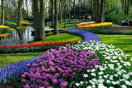 Lễ hội hoa tulip ở Hà Lan Le hoi hoa tulip o Ha Du lịch Nam Phuong