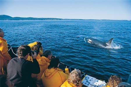 Lễ hội ngắm cá voi ở Canada Le hoi ngam ca voi o Canada - Du lịch Nam Phương