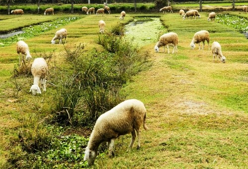 Những đàn cừu thơ mộng Ninh Thuận Du lịch Nam Phuong - Nhung dan cuu tho mong o Ninh Thuan