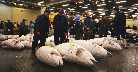 Phien dau gia ca ngu tai cho Tsukiji - Du lịch Nam Phuong