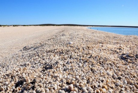 Bãi biển vỏ sò ở Tây Australia Bai bien vo so o tay Australia