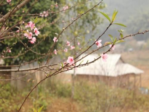 Sa Pa thu nho o xu Thanh