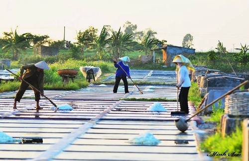 Canh dong muoi trai dai trang tinh