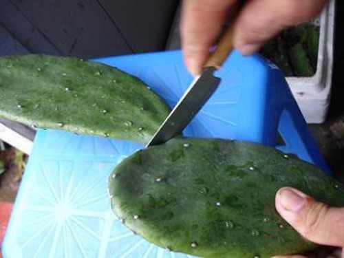 Xuong rong duoc loc bo gai