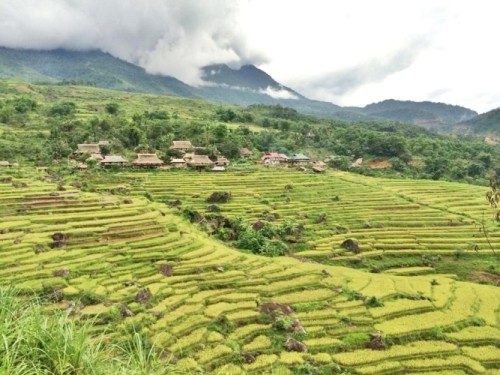 Ruong bac thang