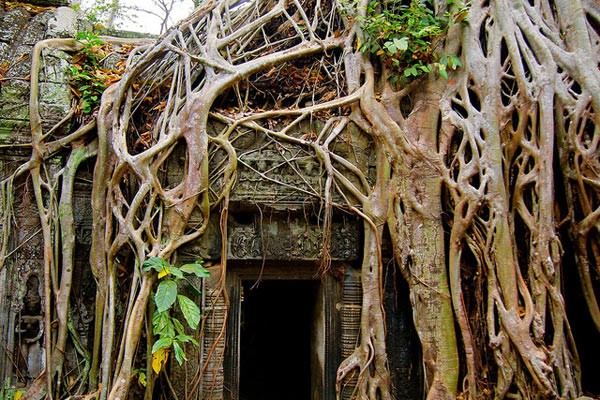 ta-prohm-1-8139-1404286516