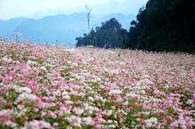 Du lich lao cai