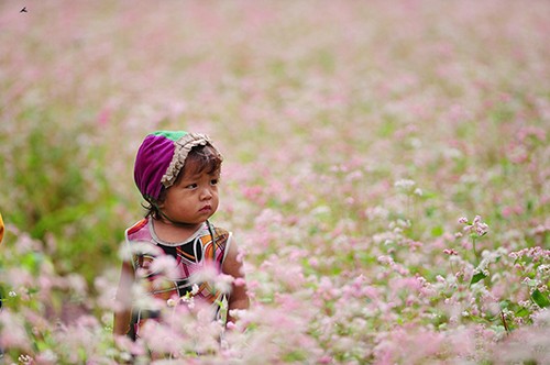 Ngam nhin mua hoa tam giac mach o Ha Giang